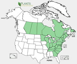 Map of the United States showing states colored green where Polygala paucifolia may be found.