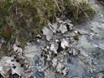 Frosted rock tripe (Umbilicaria americana).