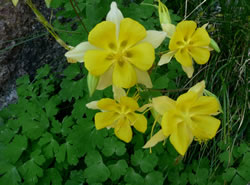 Golden columbine (Aquilegia chrysantha).