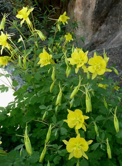 Golden columbine (Aquilegia chrysantha).