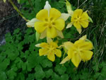Golden Columbine (Aquilegia chrysantha)