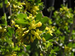 Golden Currant (Ribes aureum).