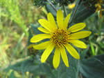 Hairy Sunflower (Helianthus hirsutus).
