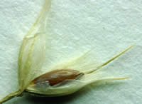 Closeup of Achnatherum hymenoides seed.