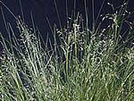 Indian Ricegrass, Achnatherum hymenoides.