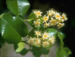 Islay, Prunus ilicifolia.