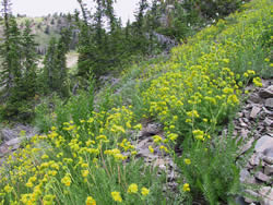 Ivesia gordonii in the Wasatch Mountains.