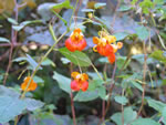 Jewelweed (Impatiens capensis).