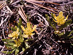 Jupiter Buttercup (Ranunculus jovis).