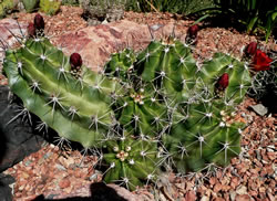 Kingcup Cactus (Echinocereus triglochidiatus).