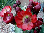 Kingcup Cactus (Echinocereus triglochidiatus).