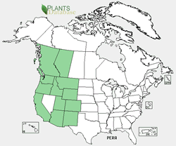 Pedicularis racemosa range map.