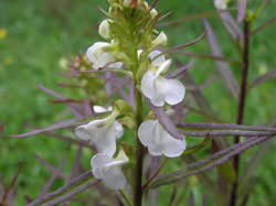 Closeup of the flowers of leafy lousewort.