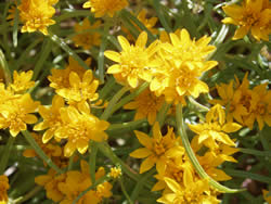 Close-up of lemonscent flowers.