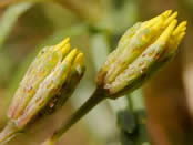 Close-up of lemonscent flower heads showing the oil glands.