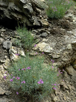 Penstemon sepalulus habitat on rocky outcrops near Mt. Nebo on the Uinta National Forest.