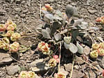 Lobb's Buckwheat (Eriogonum lobbii).
