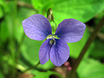 Marsh Blue Violet, Viola cucullata.