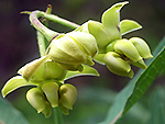 Mead’s Milkweed (Asclepias meadii) close up.