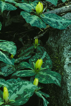 Trillium decumbens.