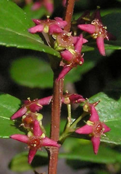 Close-up of the flowers of Paxistima myrsinites.