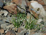 Native Sedge (Carex vernacula).