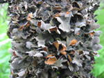 Pimpled kidney lichen (Nephroma resupinatum).
