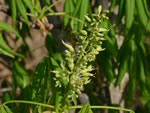 Ohio Buckeye (Aesculus glabra).