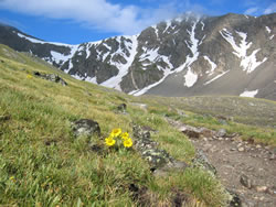 Tetraneuris grandiflora in the foreground, Torrey's Peak and Gray's Peak in the background.