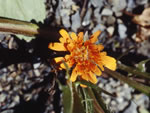 Orange Mountain Dandelion (Agoseris aurantiaca).