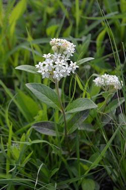 Oval-leaved Milkweed (Asclepias ovalifolia)