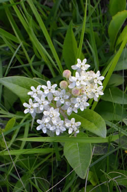 Oval-leaved Milkweed (Asclepias ovalifolia)