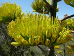 Parry’s Agave (Agave parryi)