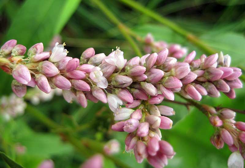 Closeup of Pennsylvania Smartweed flowers.