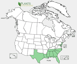 Platanthera integra range map.