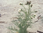 Pitcher's Thistle (Cirsium pitcheri).