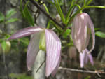 Purple clematis (Clematis occidentalis var. occidentalis)