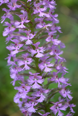 Small Purple Fringed Orchid (Platanthera psycodes)
