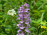 Lesser Purple Fringed Orchid (Platanthera psycodes).