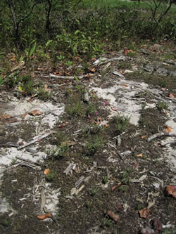 Quill fameflower (Phemeranthus teretifolius) habitat.
