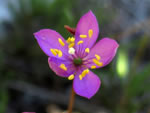 Quill Fameflower (Phemeranthus teretifolius).