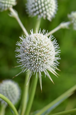 Eryngium yuccifolium flower close-up