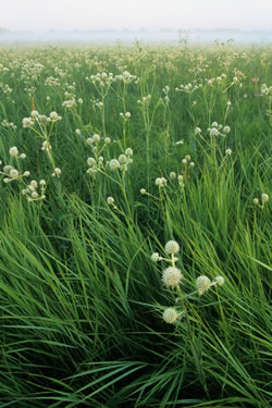 Eryngium yuccifolium on the prairie
