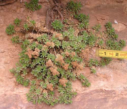 Petrophytum caespitosum.