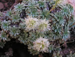 Rock Spiraea (Petrophytum caespitosum).