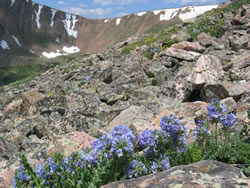 Alpine talus slope habitat.