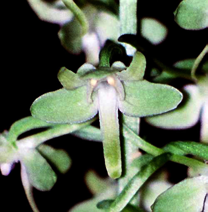 Close up of the platanthera orbiculata flower.