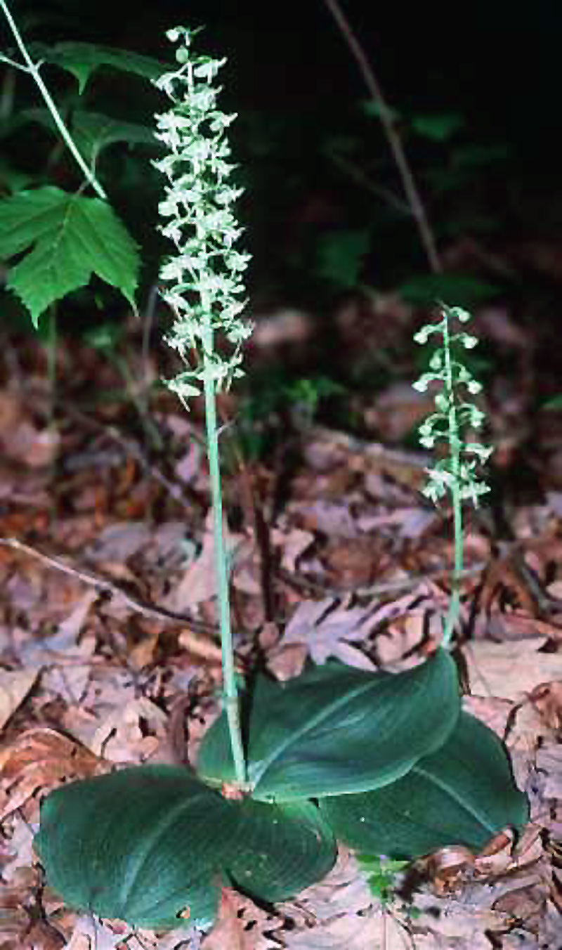 Platanthera orbiculata, plant.