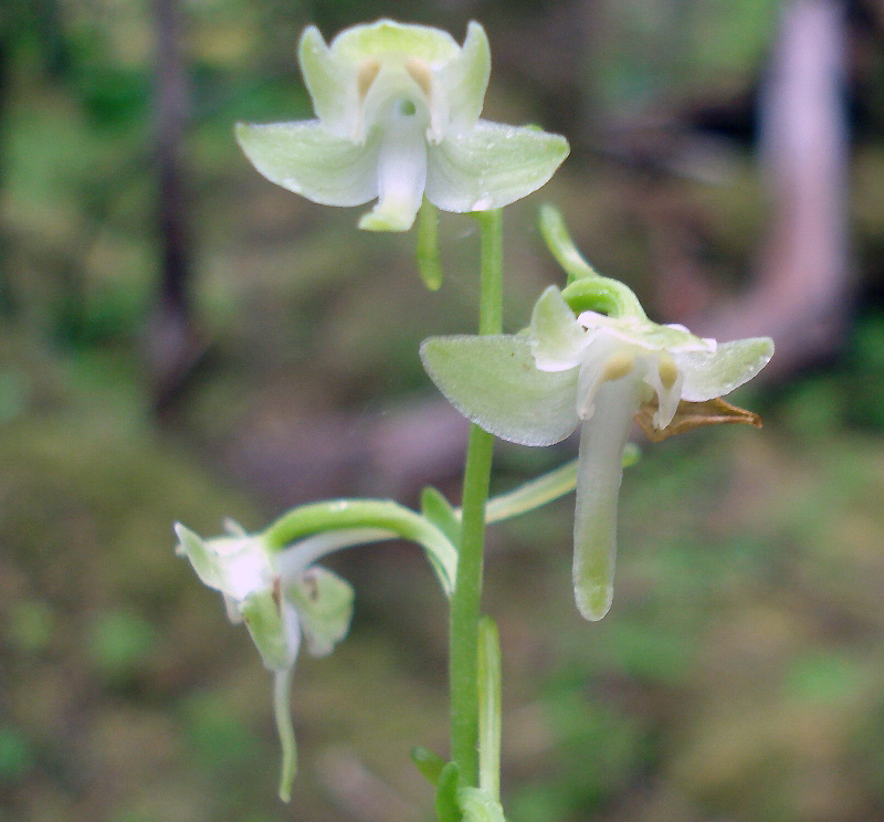 Platanthera orbiculata, stem and flowers.