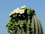 Saguaro (Carnegiea gigantea).